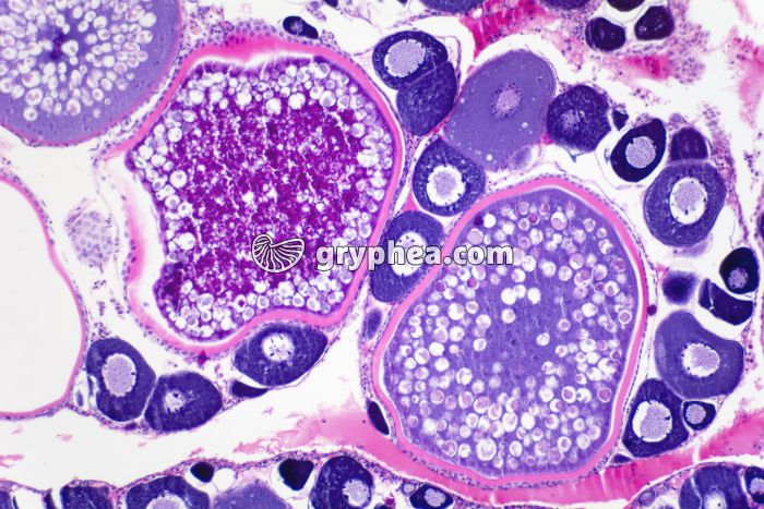 Cellules géantes ovaire de Poisson ou Batracien x100 - gryphea.org